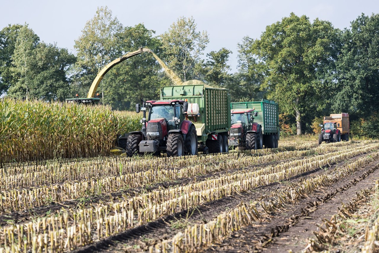 Bild 229 - Maisernte